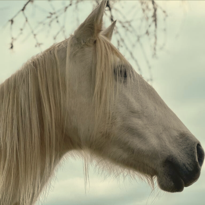 coaching con caballos